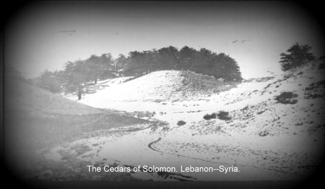 Cedars of Solomon.jpg