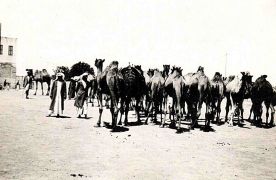 Palestine, a camel sale in Gaza 10 Jul 1940