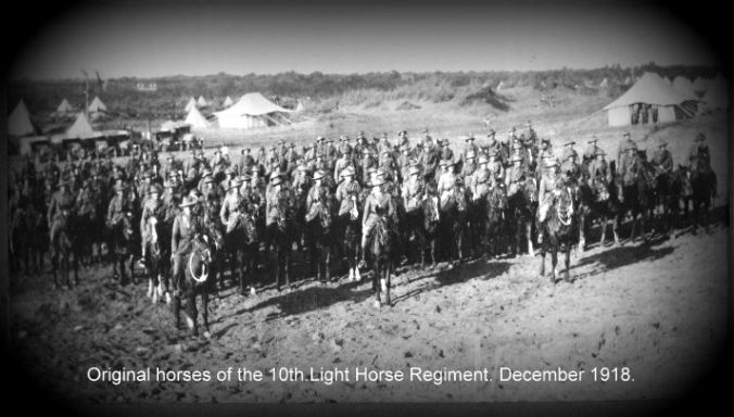 10th.horses Dec 1918.jpg