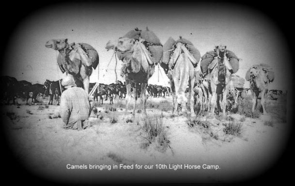 Camels 4.jpg