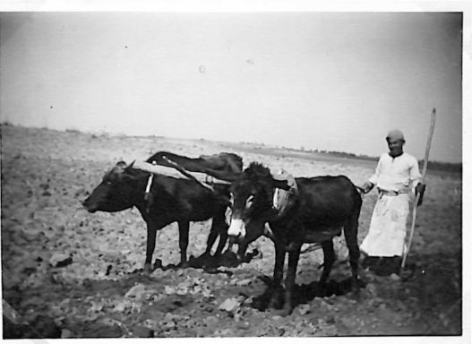 John Morley Campbell - WX6075 227.jpg