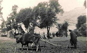 Egypt, An ill assorted team. As long as an animal can pull a load he is OK 10 Dec 1940