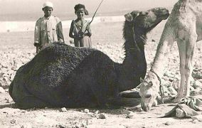 Steed of the desert. Top of escarpment Solum - pretty little port 1 Jan 1941