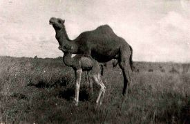 Palestine 1940