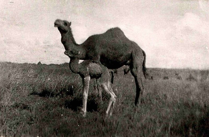 File:Palestine 1940.jpg