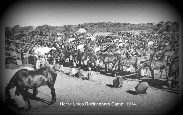 Horses Rockingham.jpg