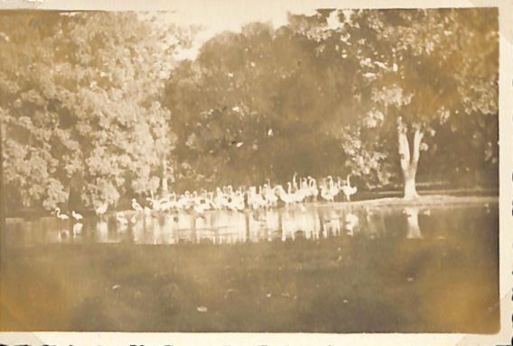 Zoological Gardens in Cairo