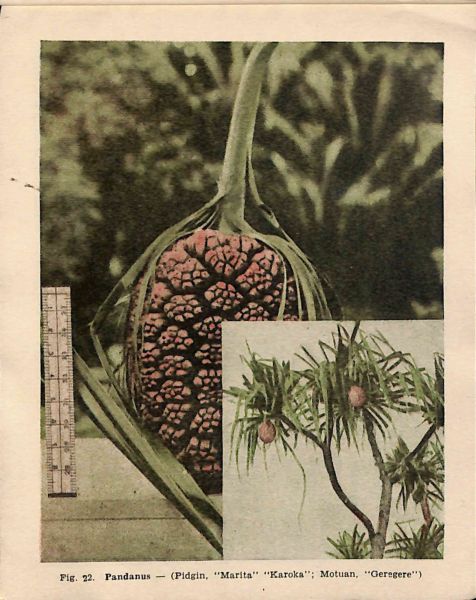 File:PD884.059.jpg
