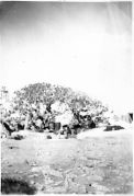 The fig tree. A well known landmark in Tobruk.