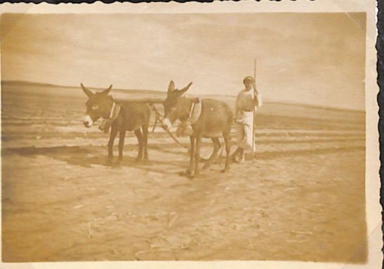 primitive method of plowing still adopted by the Arabs