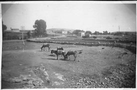 approaching the town of Ramallah