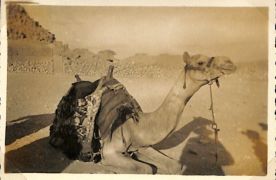 one of the camels which we hired to take us up the hill to the pyramids