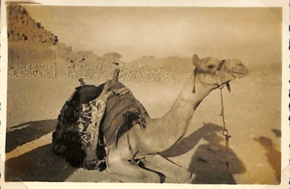 one of the camels which we hired to take us up the hill to the pyramids