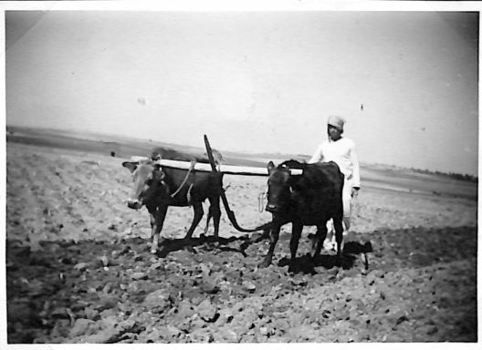 John Morley Campbell - WX6075 228.jpg