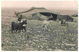 Libyan natives on boundaries of Magrum 4 Feb 1941