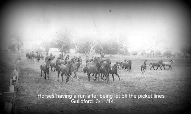 Horses Guildford.jpg