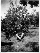 in an orange orchard